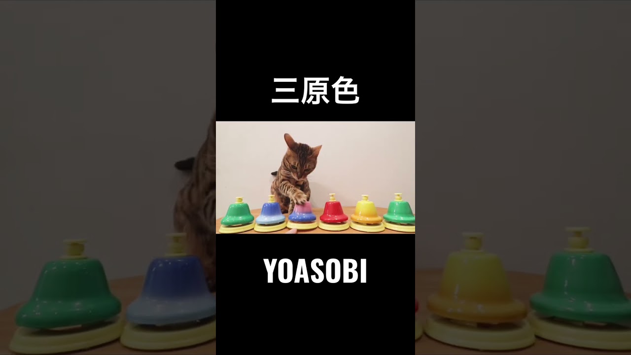 猫様は賢い！！#shorts #ベンガル猫 #三原色 #yoasobi