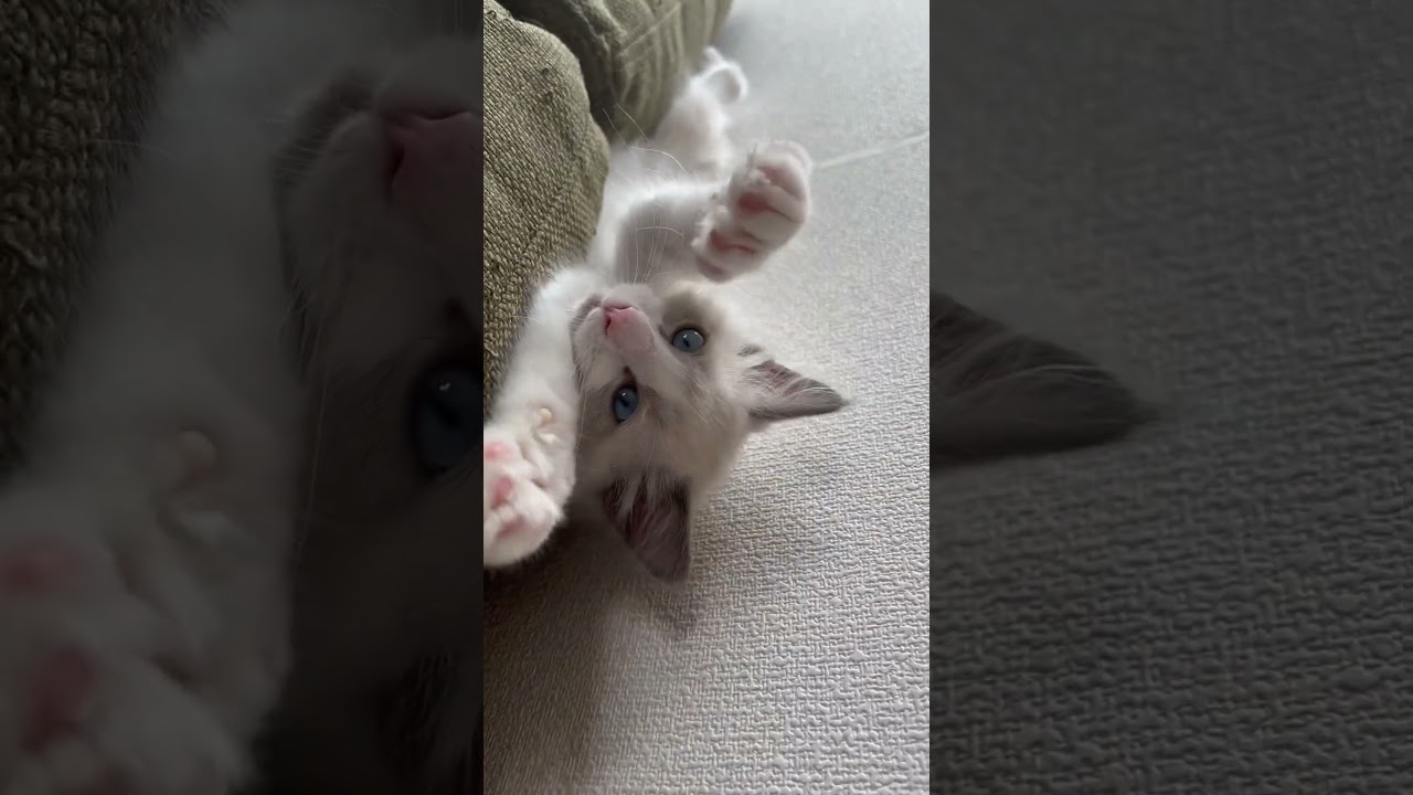 【ラグドールのわたげ】餌をねだる子猫 #shorts #猫