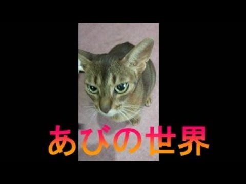 ネコ動画あび＃1668　あびの毎日　アビシニアン　あび