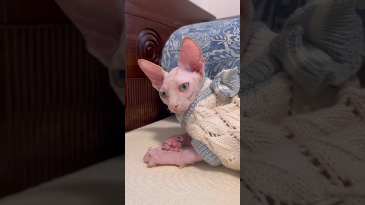 毛のない子猫の爆音ゴロゴロ音【スフィンクス猫】