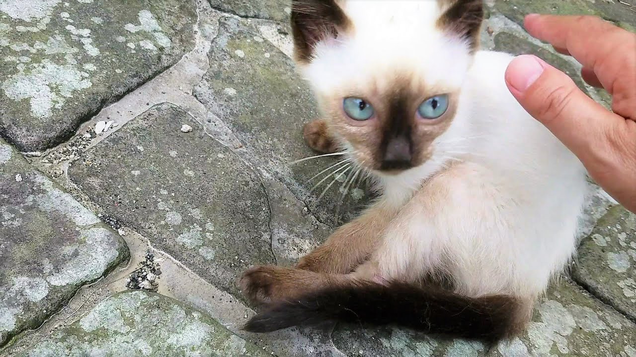 顔見て逃げたシャム子猫に近づいて緩く撫でたら心を開いてくれた🤗
