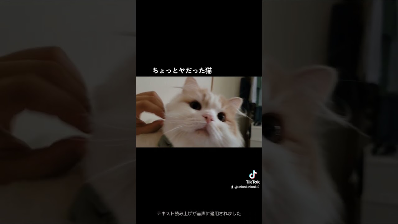 断り方がオトナな猫 #ラガマフィン #猫動画 #cat #子猫 #癒し #サマーカット