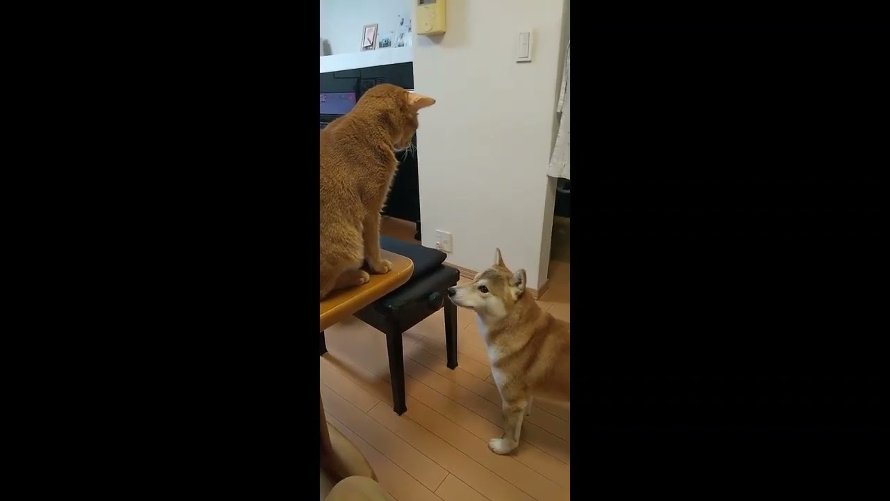 柴犬とアビシニアンの戦い 総集編　Cat punch！　Dogfight !　　散歩嫌いの柴犬マル