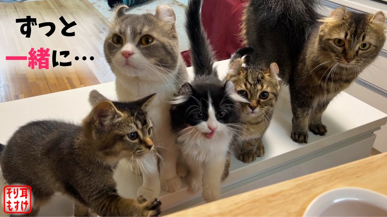 世界一優しいパパのおかげで家族が最高の幸せ顔になりました💕【奇跡のイクメン猫】