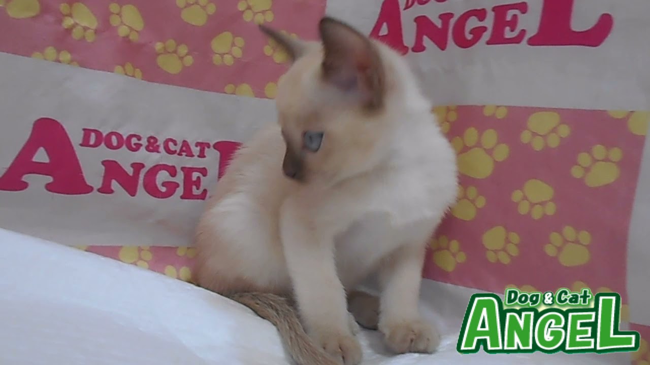 トンキニーズ 2111088 【ペットショップエンゼル　子犬・子猫販売】