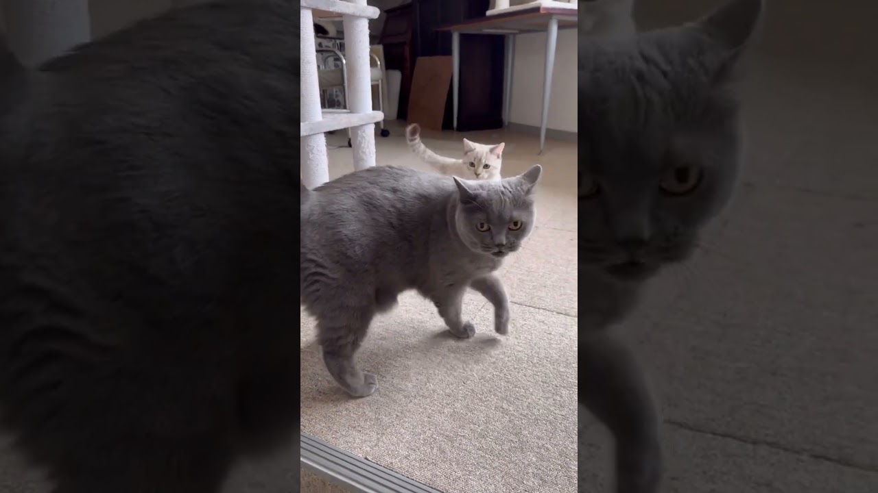 オシキャットとブリティッシュショートヘアの猫ちゃん【猫専用ホテル】