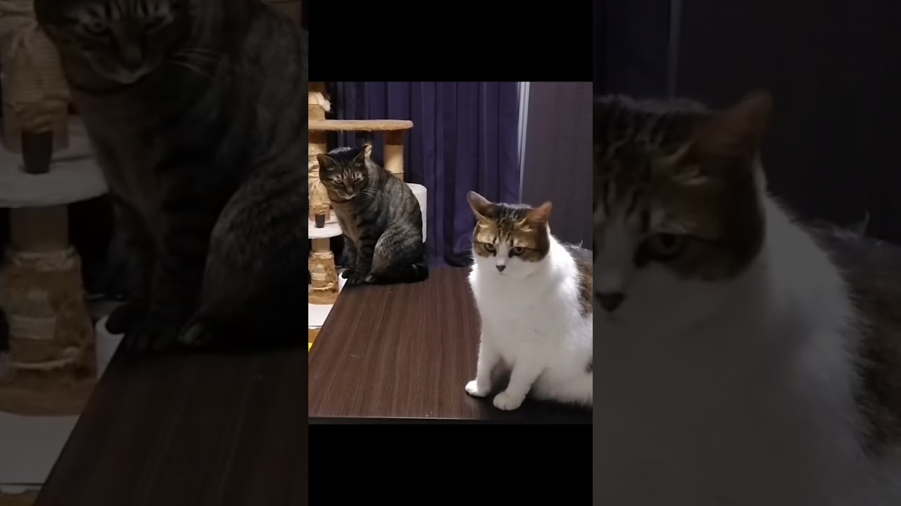 【猫】うちの猫　タマ（オッサン）りんレディです。　JK猫に睨まれてメンタルが折れた猫の反応です。　#shorts