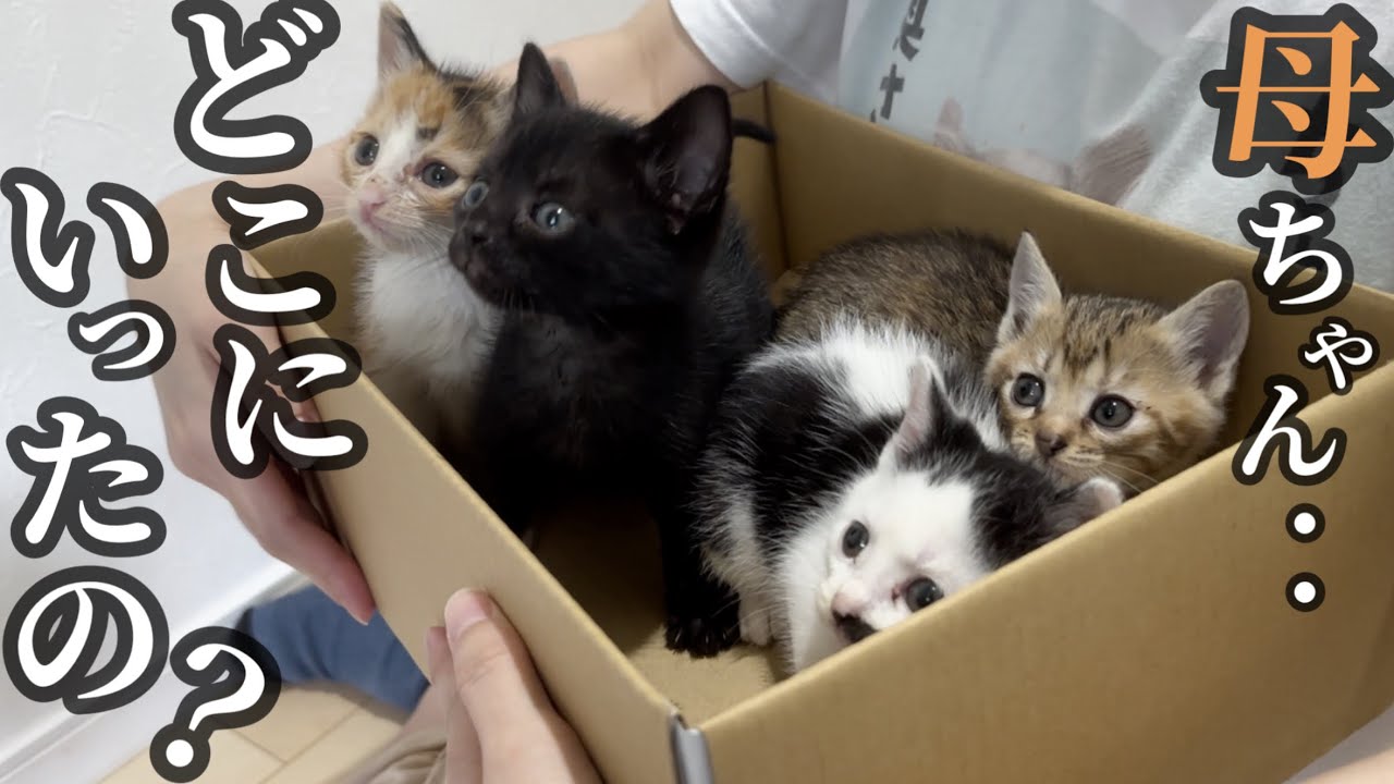 カラスに狙われていた4匹の子猫を保護しました。