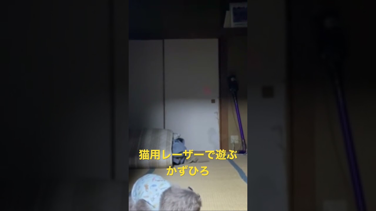 猫用レーザーで遊ぶアメリカンカール#猫 #kitty #instacat #catoftheday #shorts #癒し #meow