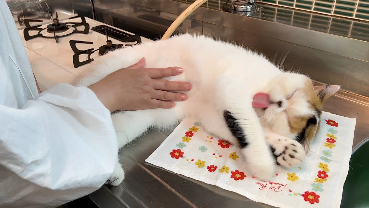 シンク上が気持ちよすぎて溶ける猫