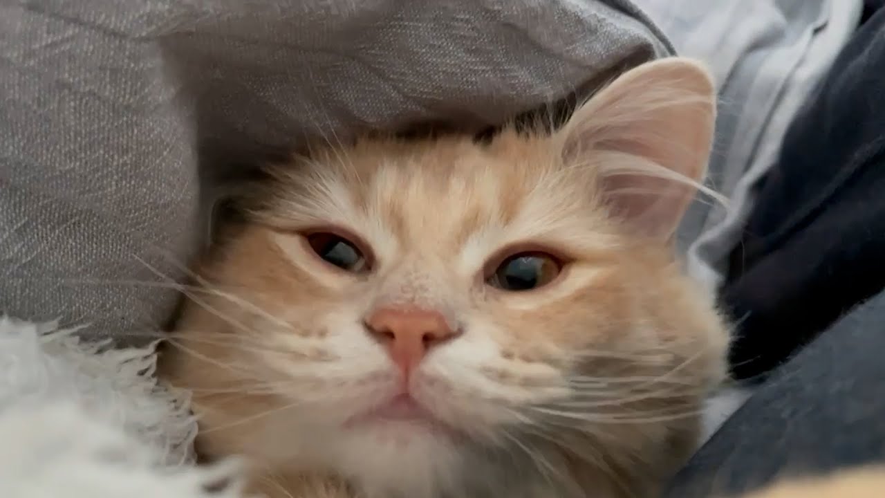 最高の癒しの時間！一緒に眠る甘えん坊な子猫【サイベリアン】