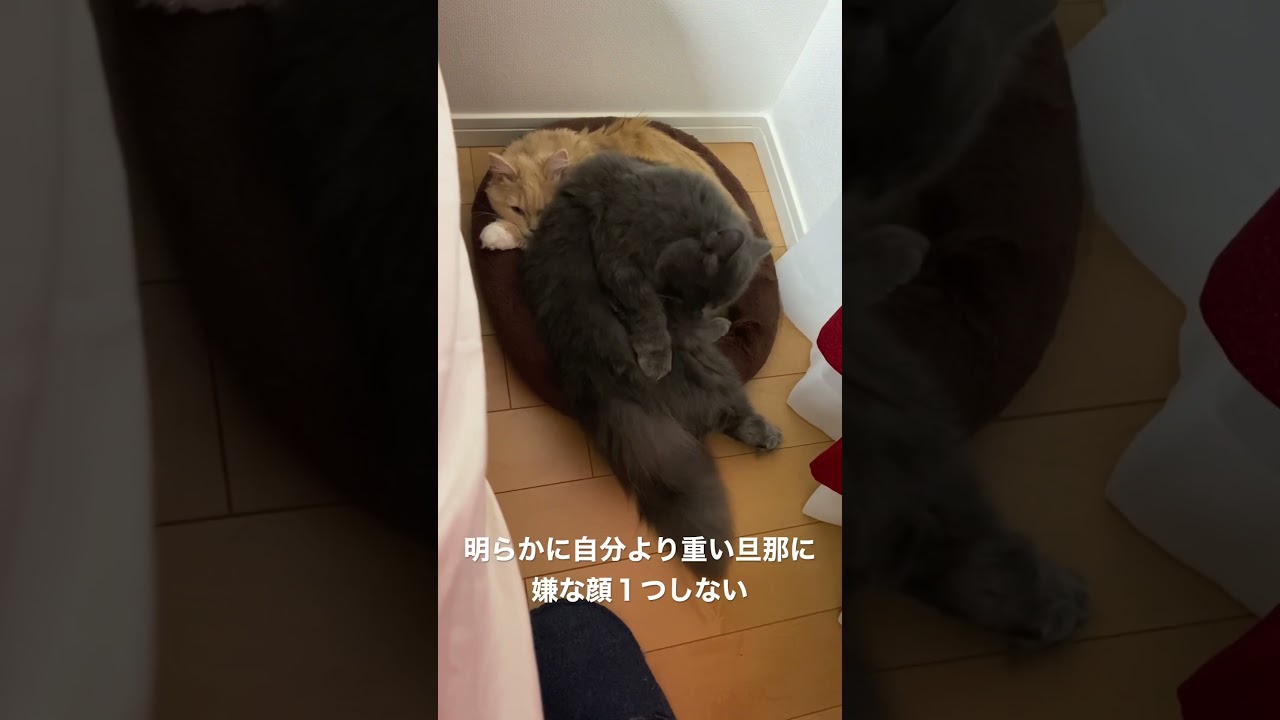 嫁にもたれて毛を舐めるいい身分のラガマフィン #ラガマフィン #猫のいる暮らし #猫動画