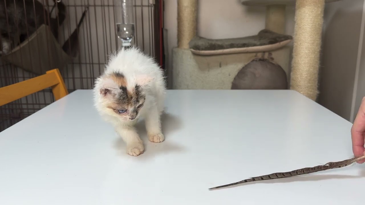 セルカークレックス（2023.4.6）