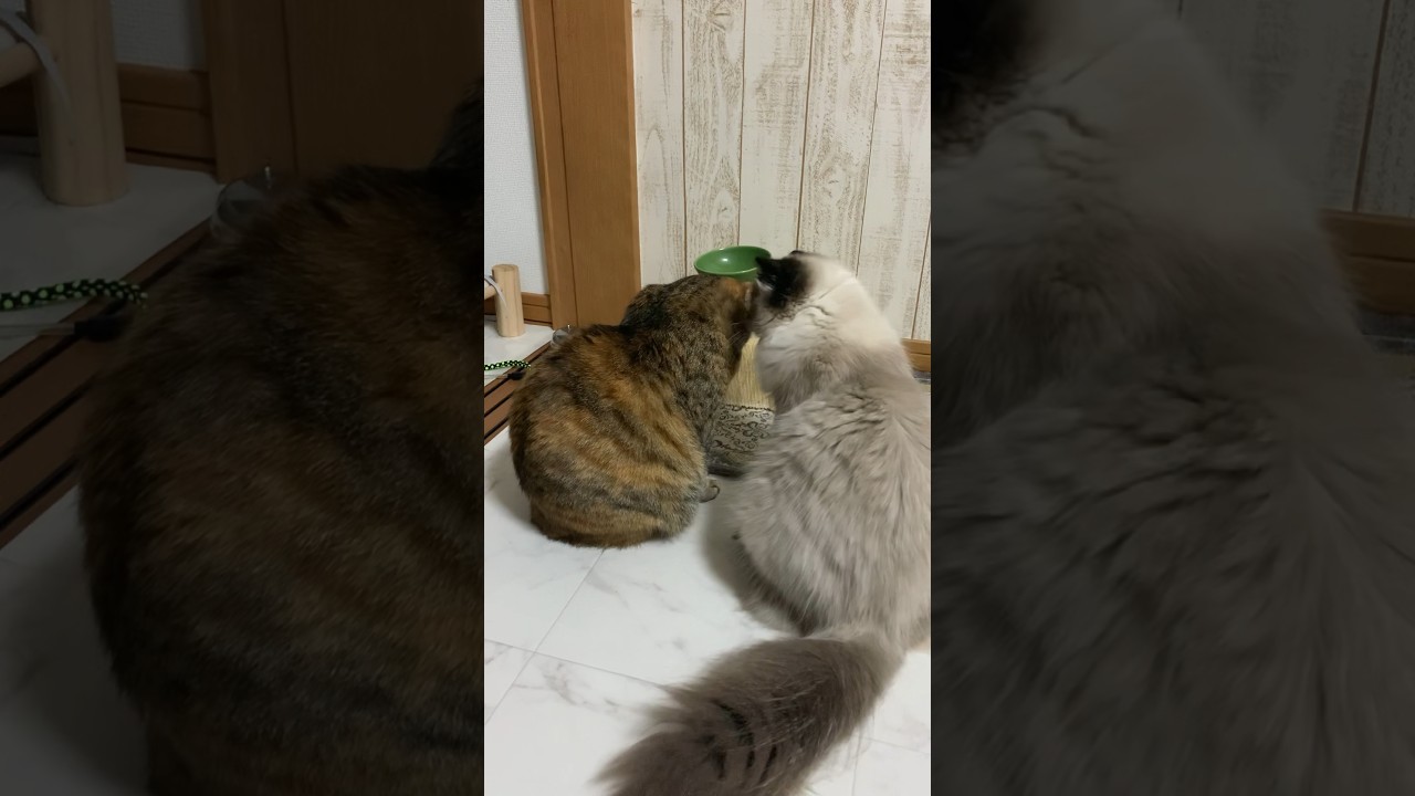 あ#猫 #日常 #保護猫 #ヒマラヤン #shorts