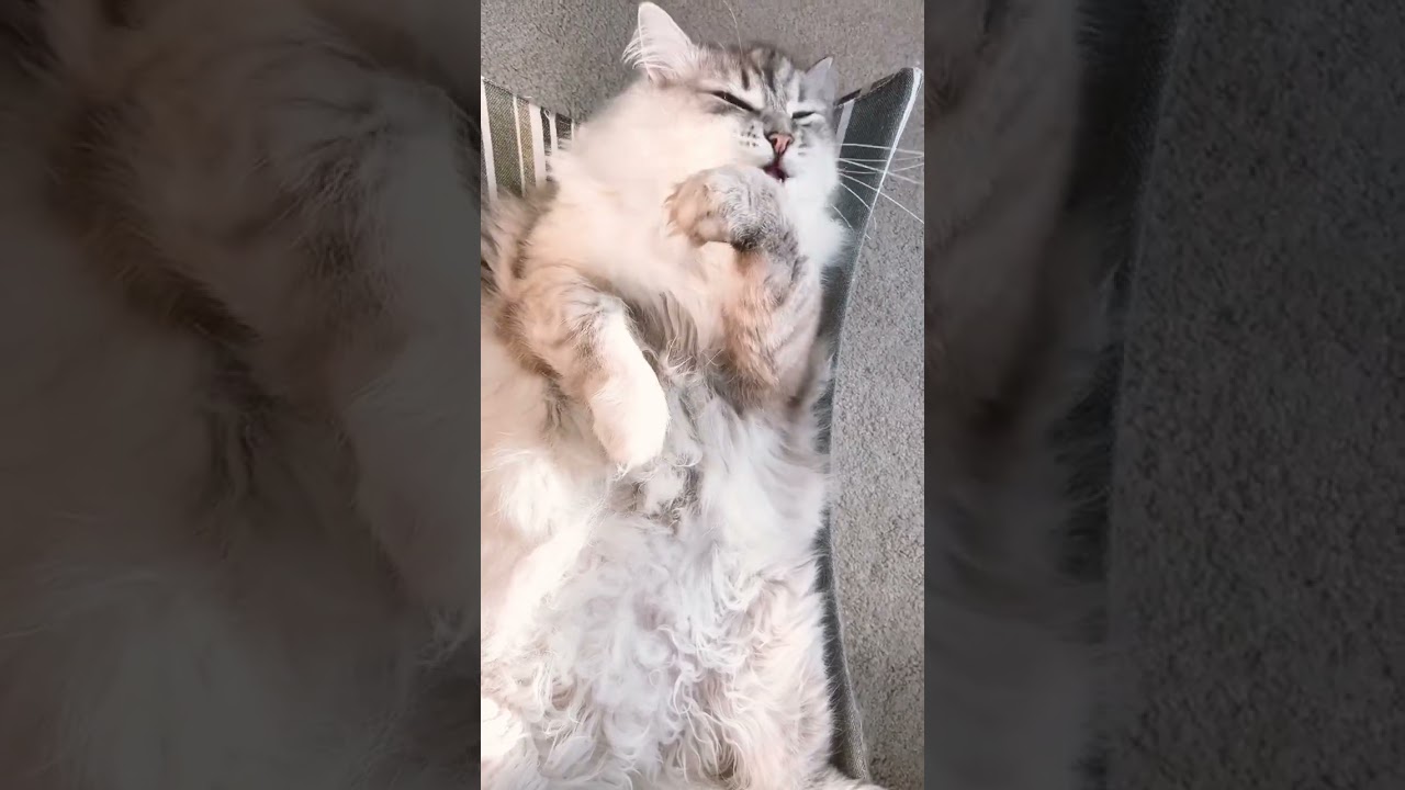 朝みんなを見送った後は自分のお手入れ #サイベリアン #ねこ #猫 #ワーママ #ねこ動画 #cat #catlover #cute #kitten #siberian