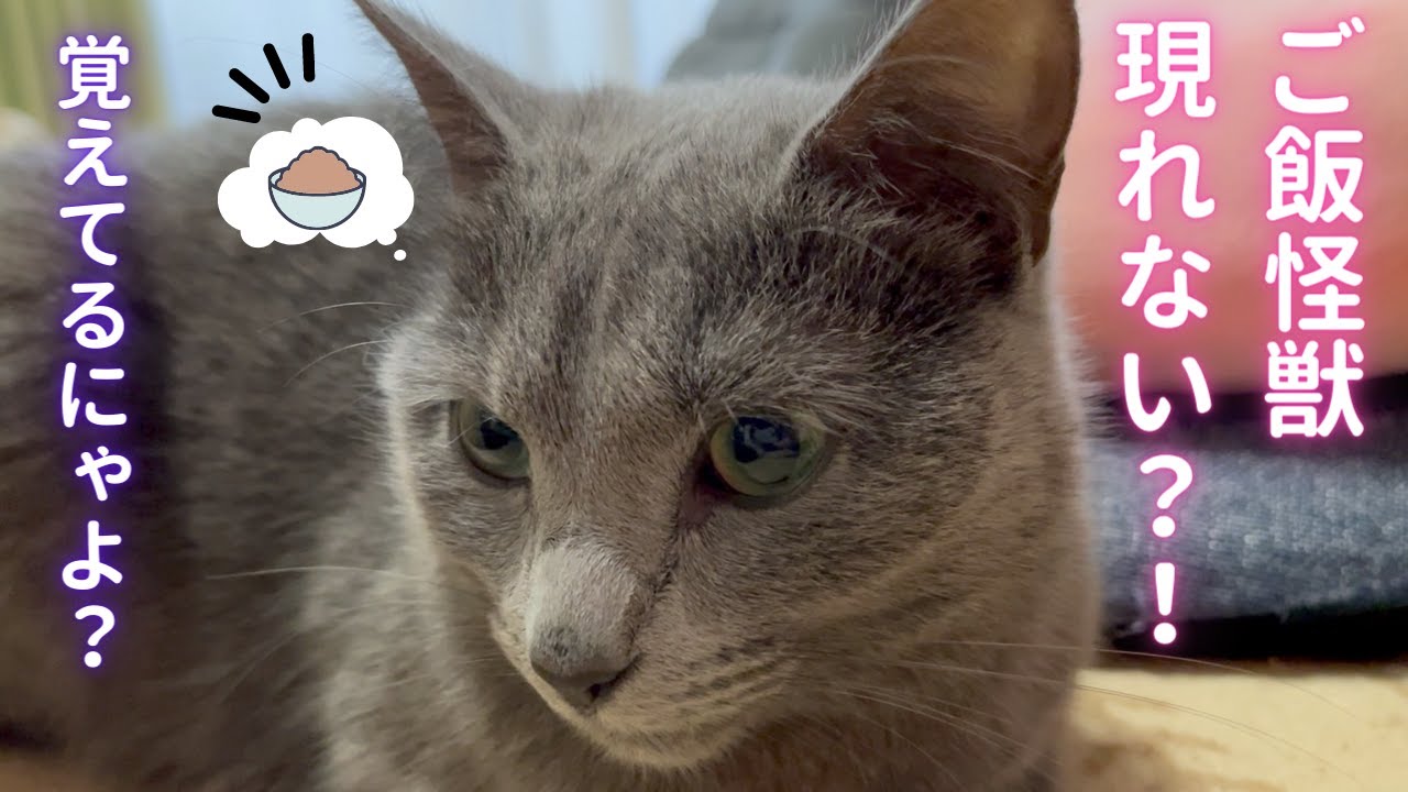 大好きな「アレ」を忘れちゃった？猫（ロシアンブルー）