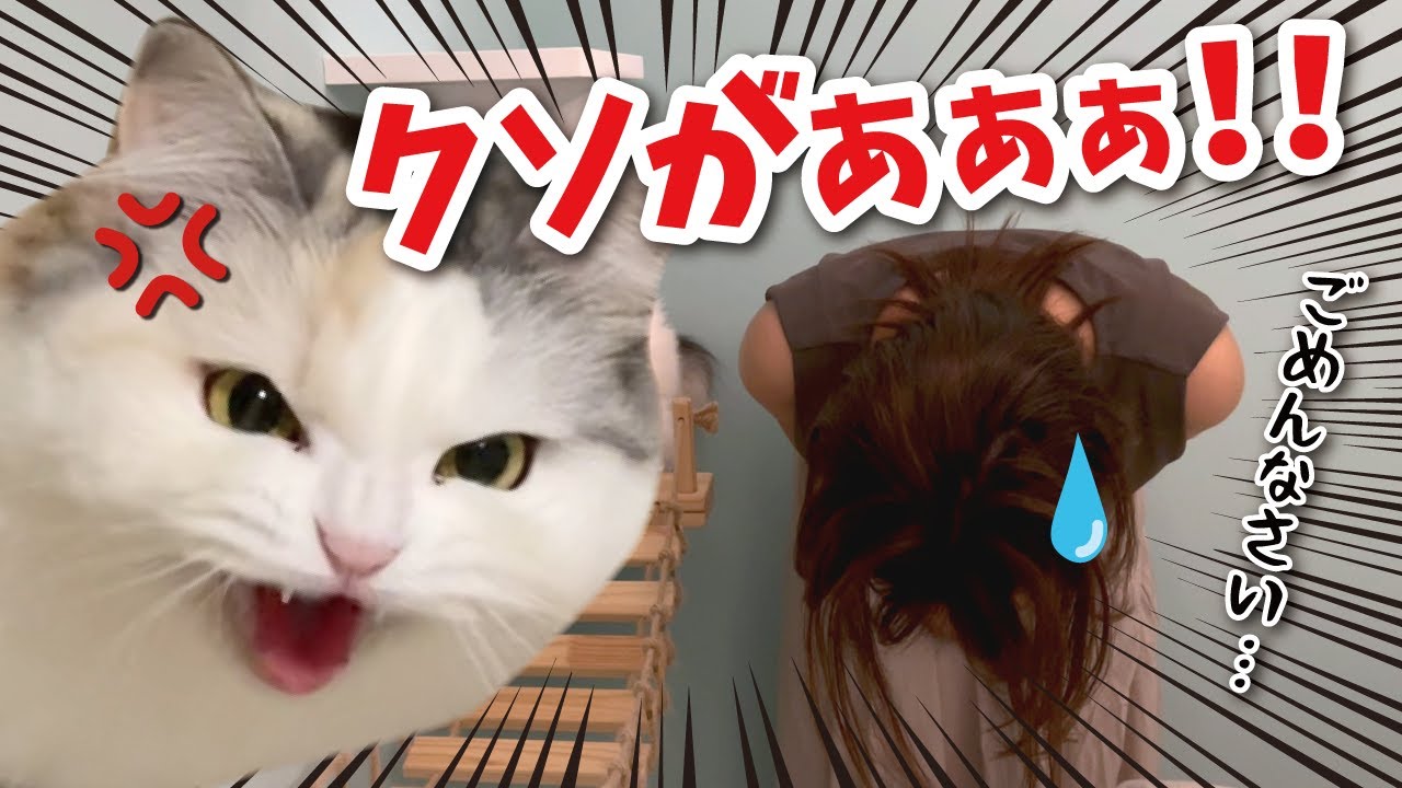 【ブチ切れ】絶対にやってはいけない事をやった奥さんが猫にド説教されました【関西弁でしゃべる猫】