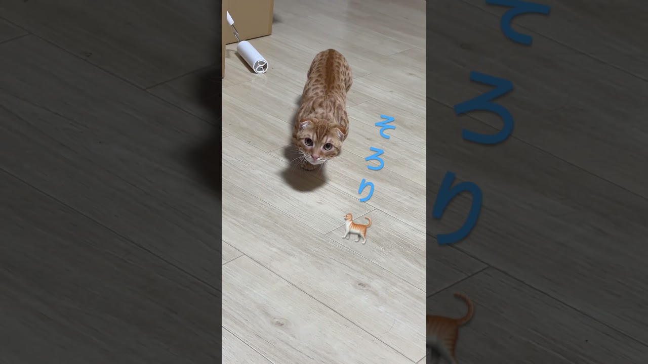 主👩を獲物にするコモドン　#キンカロー #猫 #子猫 #cat #猫のいる暮らし #catlover #고양이 #catlovers #catvideo