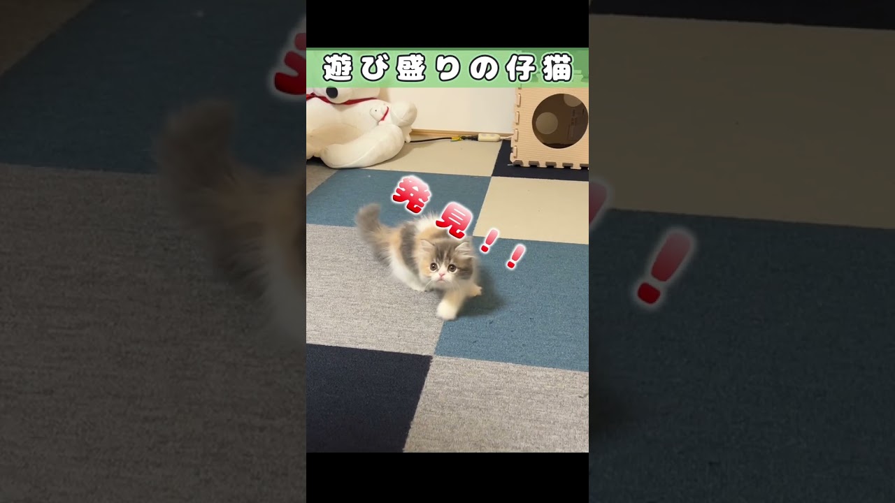 【遊び盛りの猫パンチ】　#shorts　#ラガマフィン