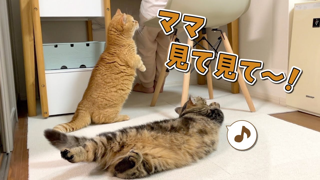 仕事中のママに構ってほしくて新技を身に付けちゃった甘えん坊猫！