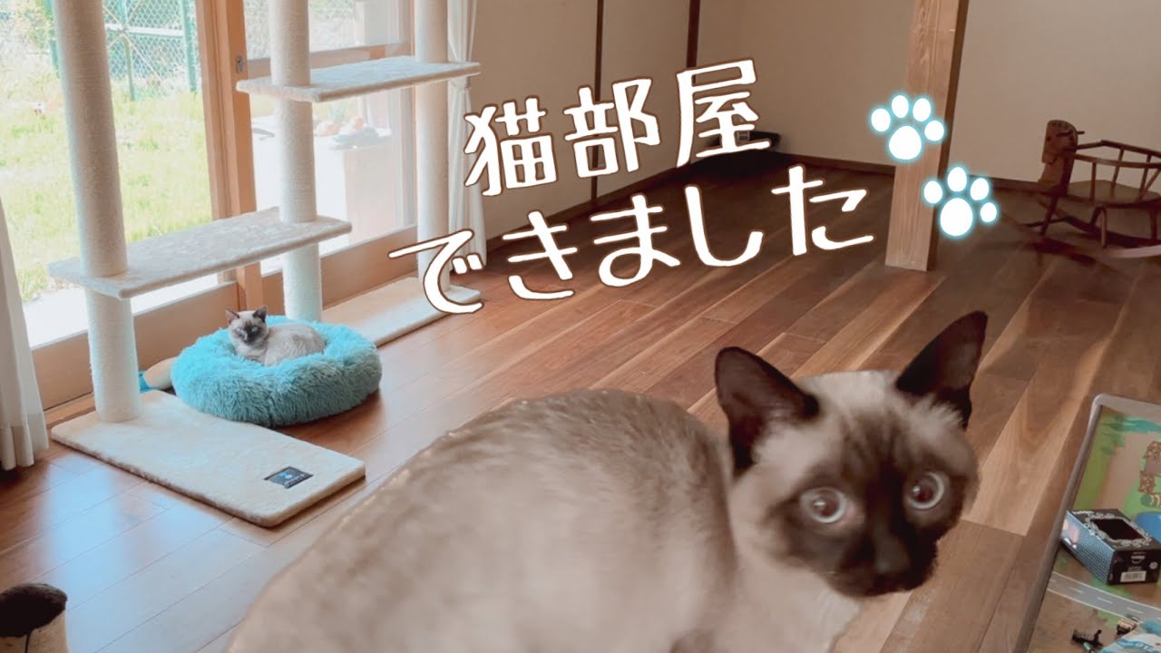 猫部屋ができました♪子猫は喜んでくれるかな…