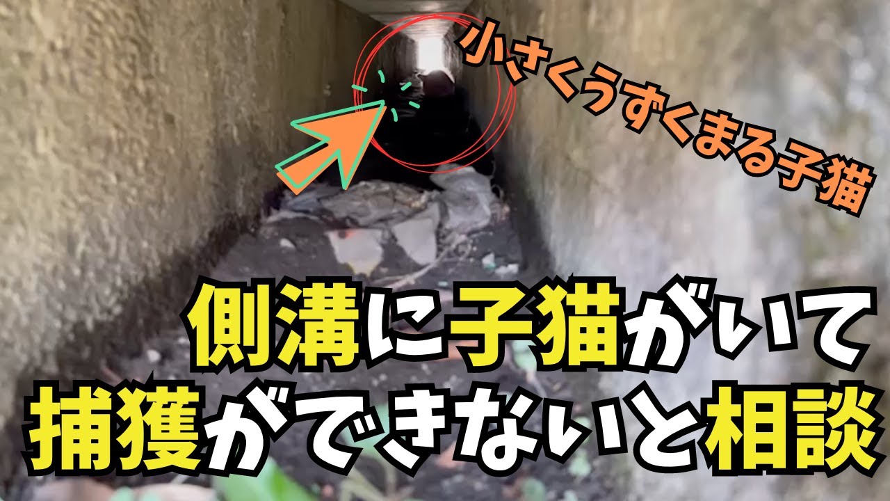【側溝に子猫がいる】28度の炎天下の中側溝に1匹の子猫がいた