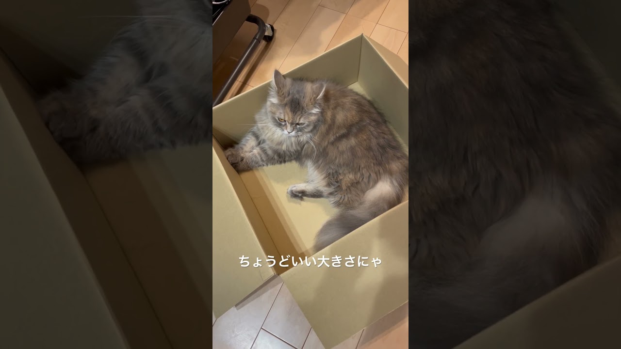 箱入りラガマフィン娘 #猫のいる暮らし #子猫動画 #猫動画