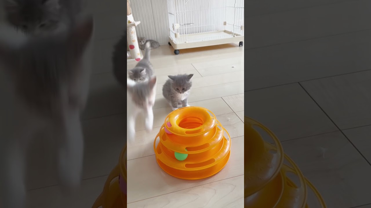 まん丸すぎるラパーマちゃん🩷【お問合せ詳細は説明欄に記載あります】 #マンチカン #子猫 #ブリーダー直販 #猫 #猫のいる暮らし #ミヌエット #子猫販売 #ラパーマ #スクーカム #猫動画