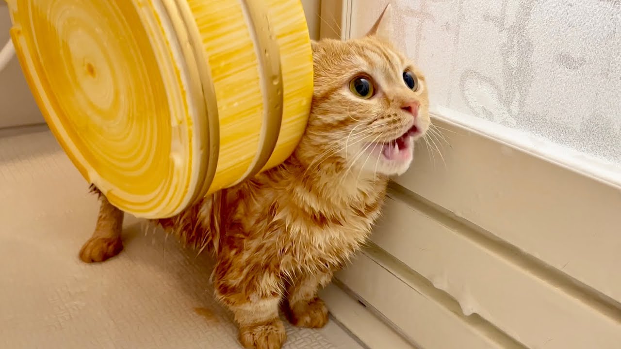 マンチカンのちゃーぼーをシャワーしたら...お利口さんすぎてたまらなくかわいい！【猫の鳴き声】