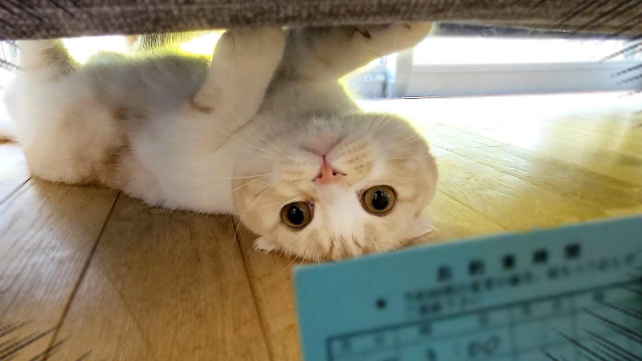 テンションMAXの猫と犬に動物病院の診察券を見せた結果...