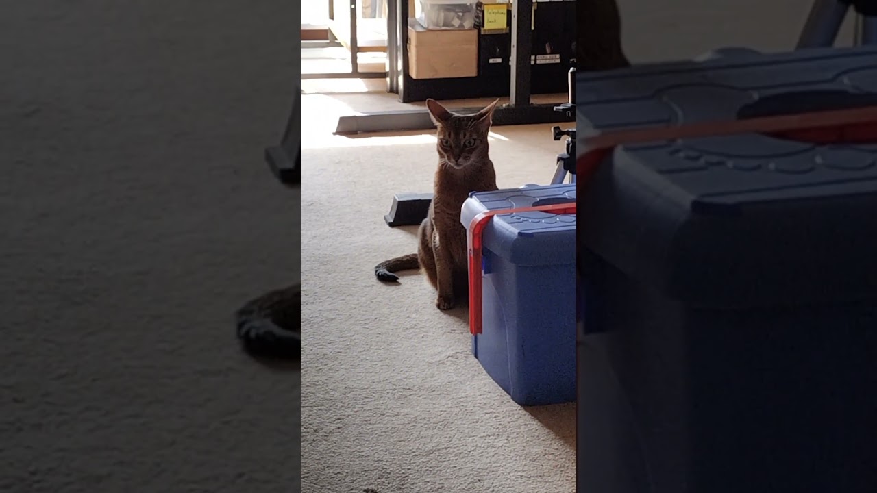 ネコ動画あび＃1553　#shorts　あびの毎日　アビシニアン　あび