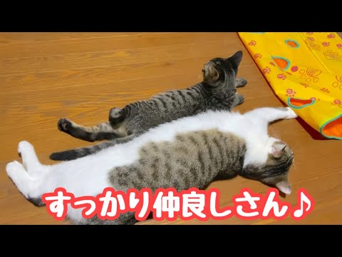 ひとりぼっちだった二匹の子猫はすっかり仲良しな家族になりました！