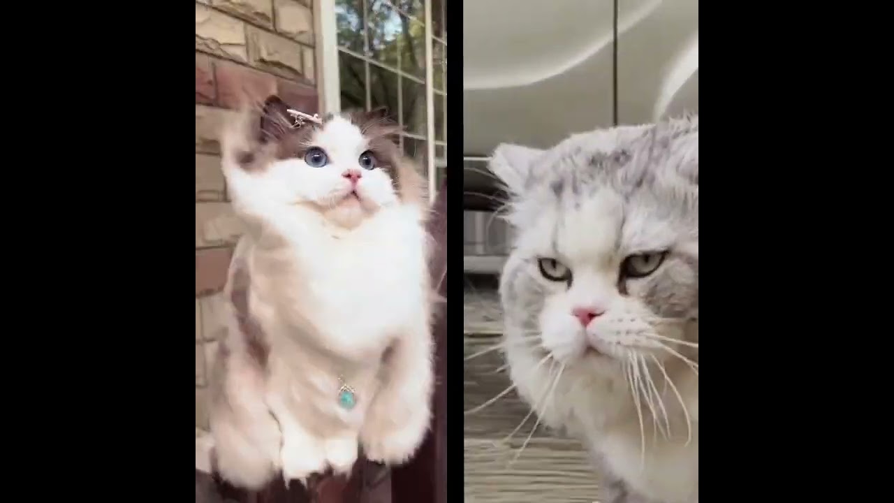 Cute cats#trending #shorts #catsgallery