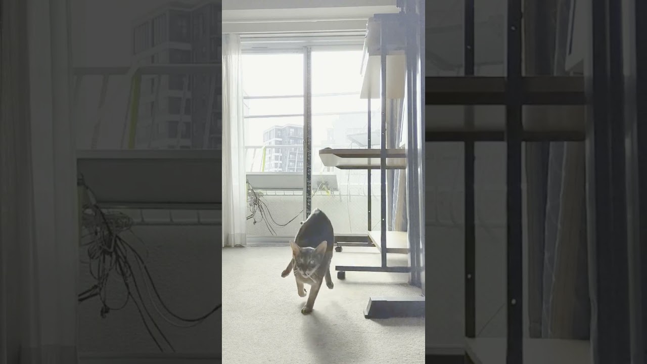 ネコ動画あび＃1400　あびの毎日　アビシニアン　あび