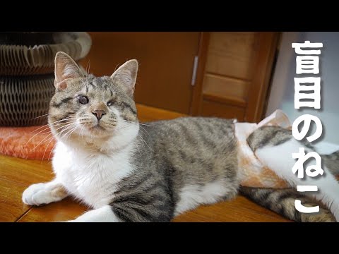 目の見えないねこがおかしなことに夢中になってた