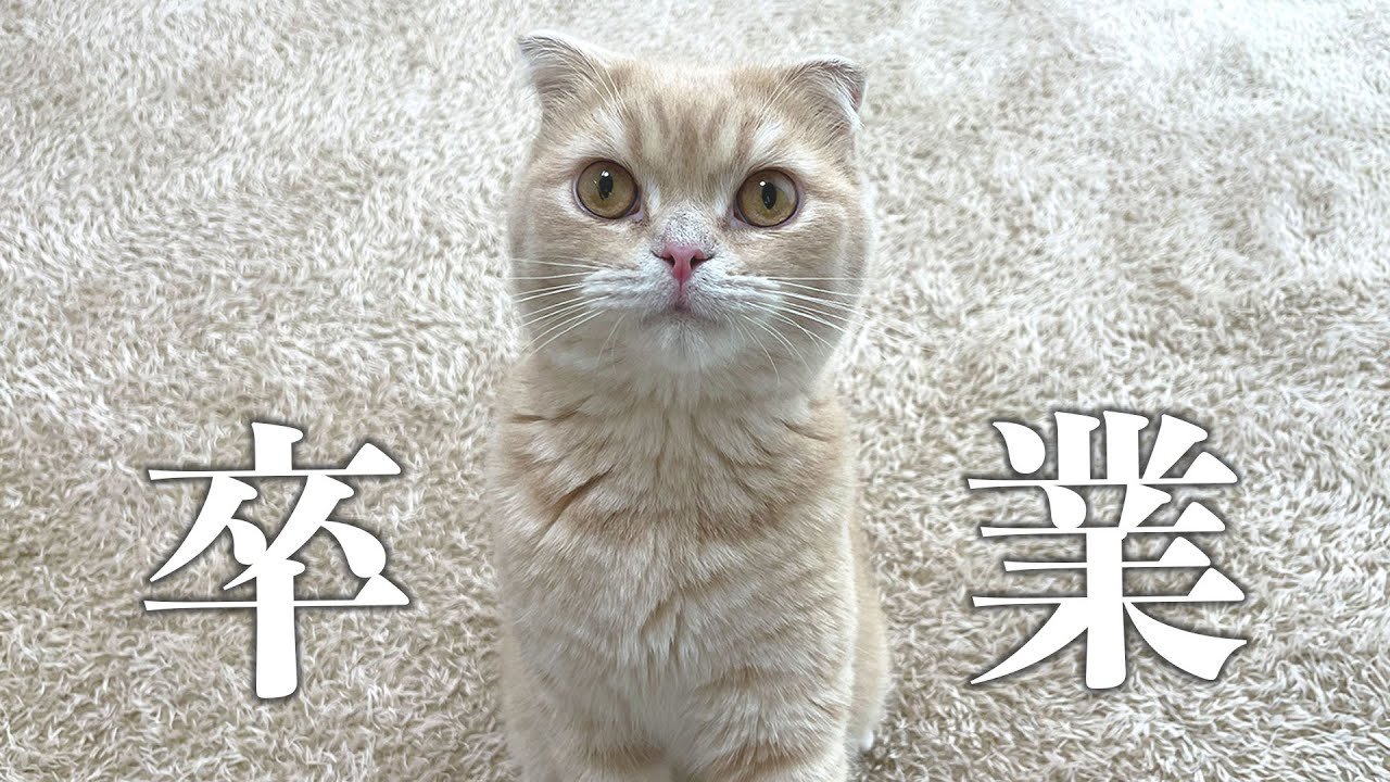 卒業そして今後について【スコティッシュフォールド】
