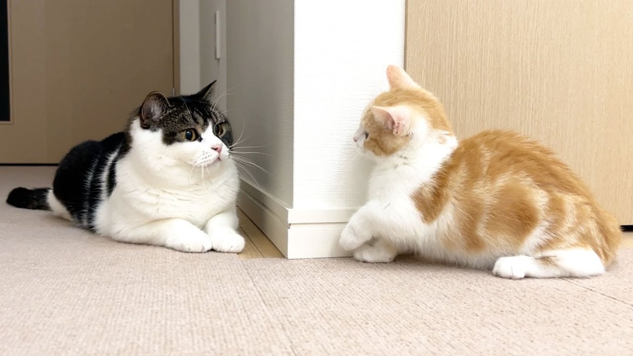 子猫と親子猫を初対面させてみたら、まさかのこうなりました…