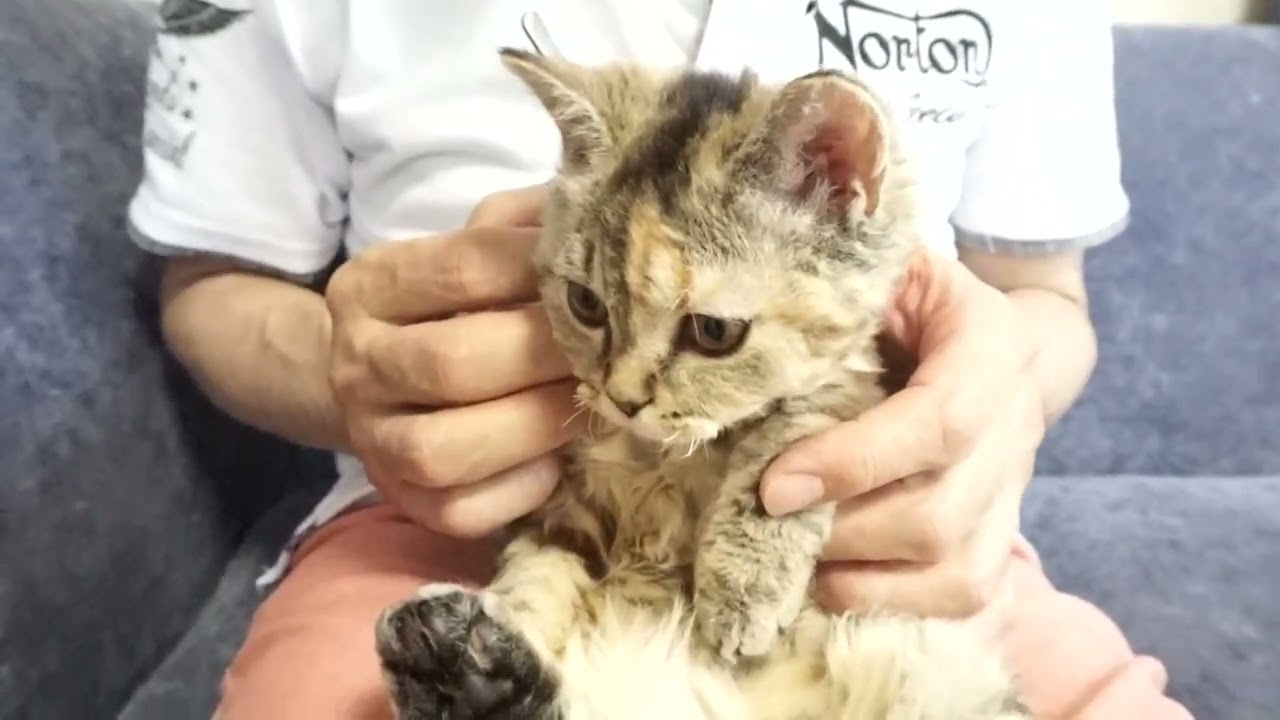 セルカークレックス子猫　2022.1.21産まれ　ブラウンタビー　女の子　シーダキャット猫のお店