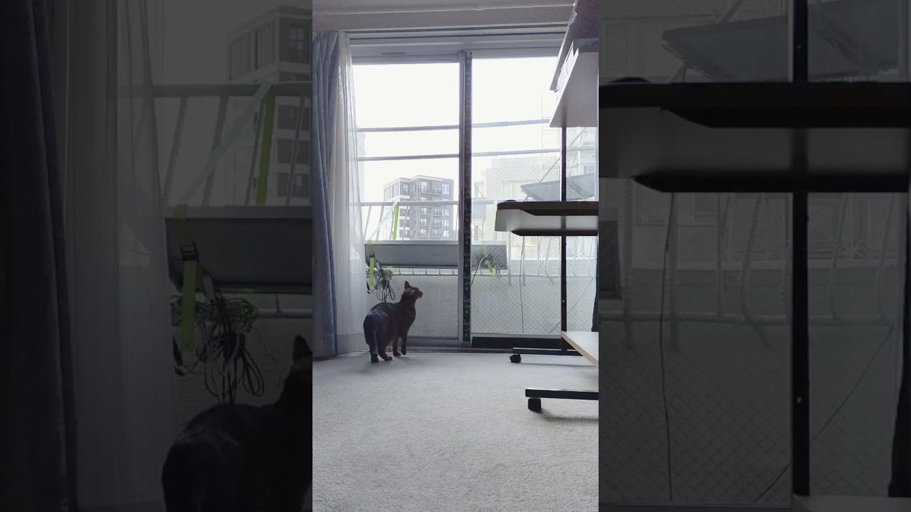 ネコ動画あび＃1506　#shorts　あびの毎日　アビシニアン　あび