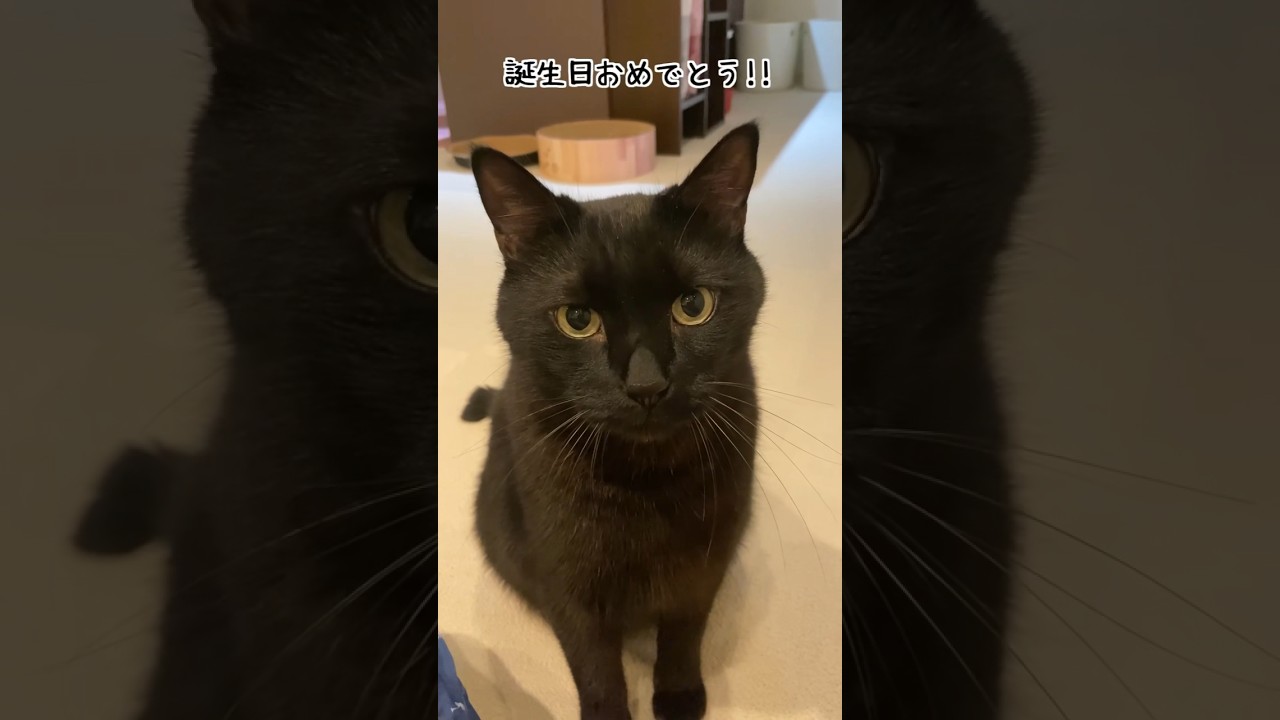猫の誕生日に名前をしつこく呼んで祝ってみた！ #shorts