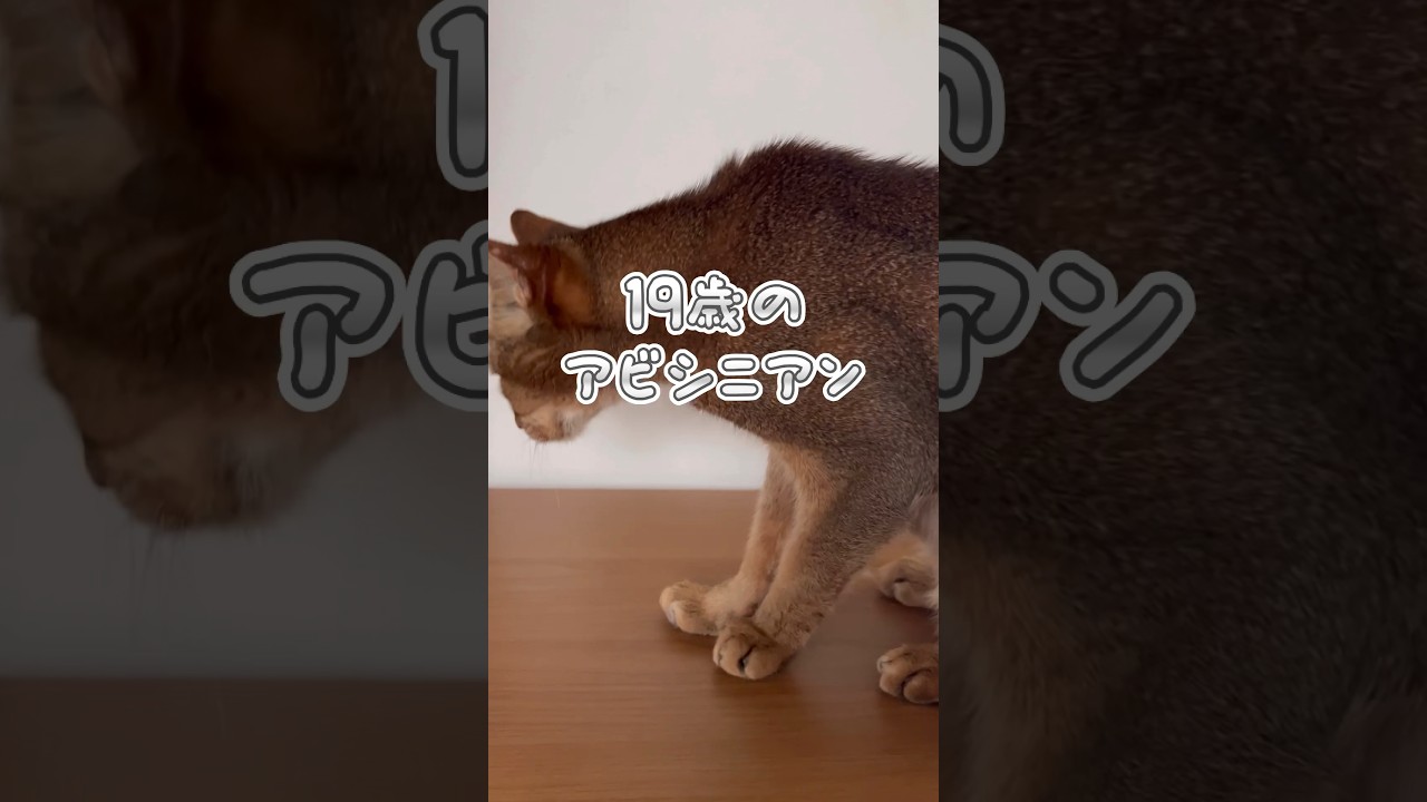 １９歳のアビシニアン #shorts #猫動画 #アビシニアン #cat #まな猫