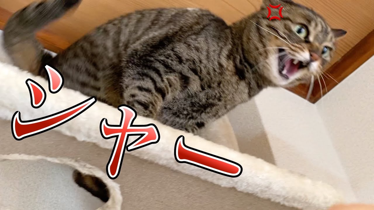 飼い主のことが大嫌いすぎて本気で威嚇して襲いかかる猫...