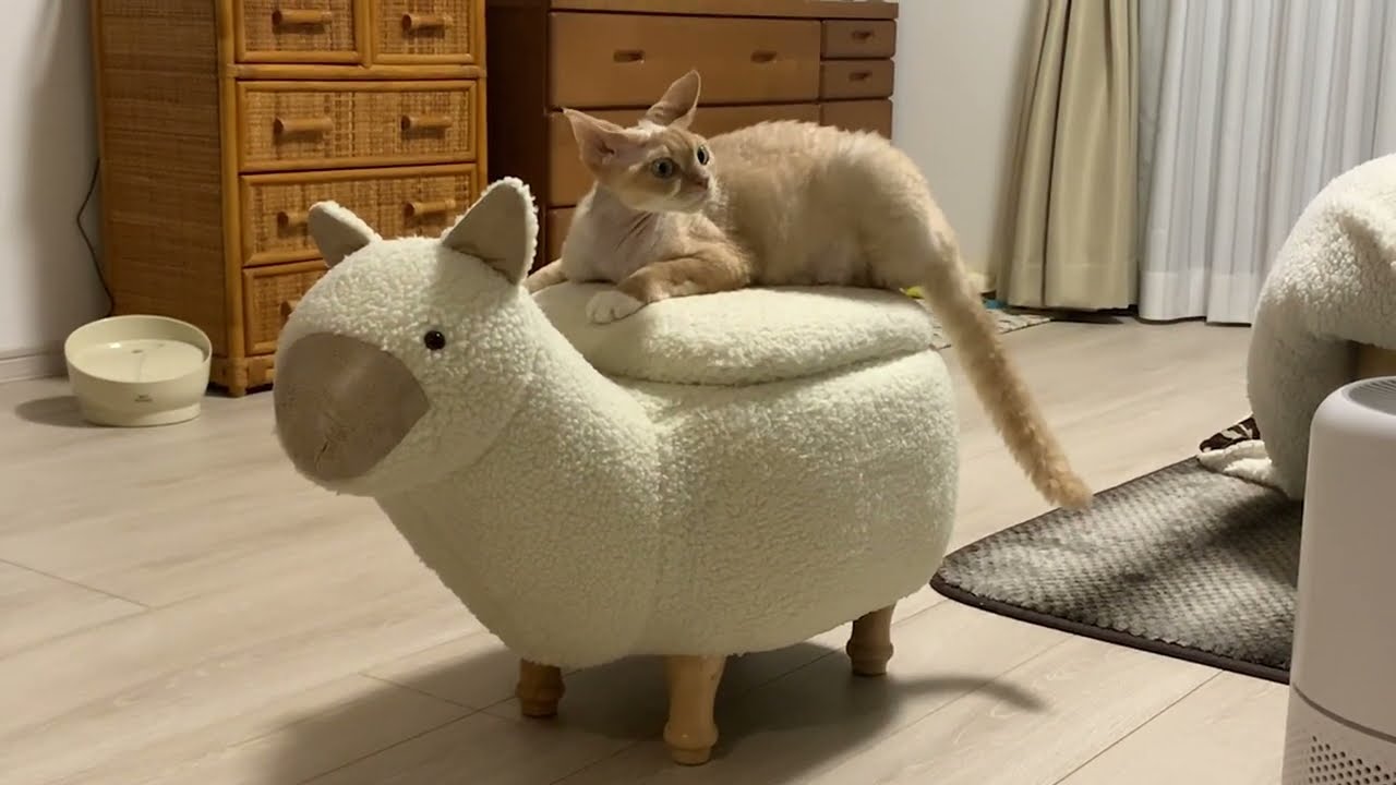 デボンレックス猫兄はアルパカのパーちゃんが大好きです(Devon Rex cat loves a Alpaca-shaped chair)