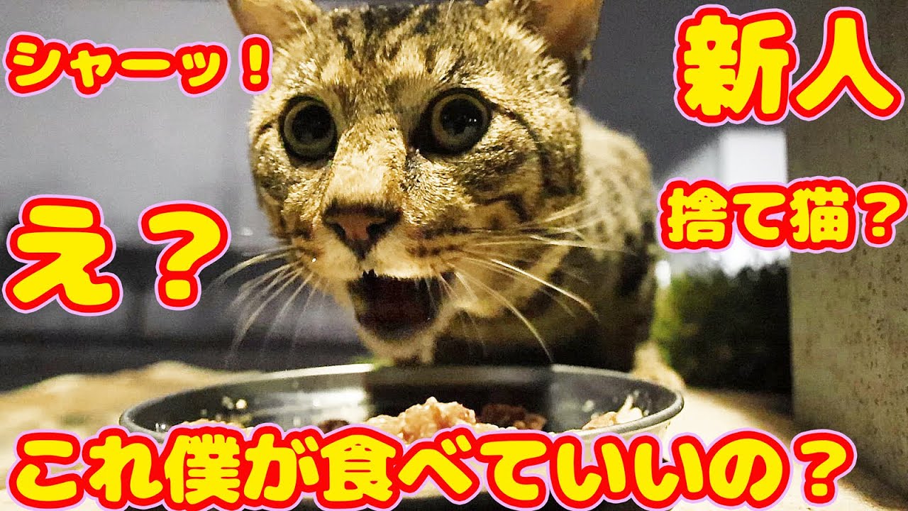 【子猫】新人の捨て猫？さんにご飯をあげたらシャーシャー怒って困惑しながらうまそうにバクバク食べた 白猫さくらねこさんに給餌したらおいしそうに食べた 食後にナデナデしたら気持ちよさそうだった