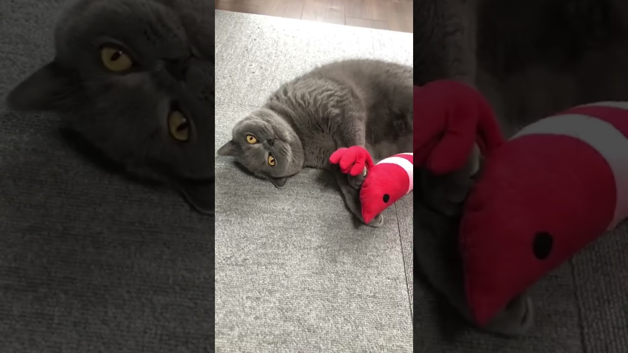 【猫】遊ぼうよ！、、、あれ？？ #ブリティッシュショートヘア #猫 #cat #cute