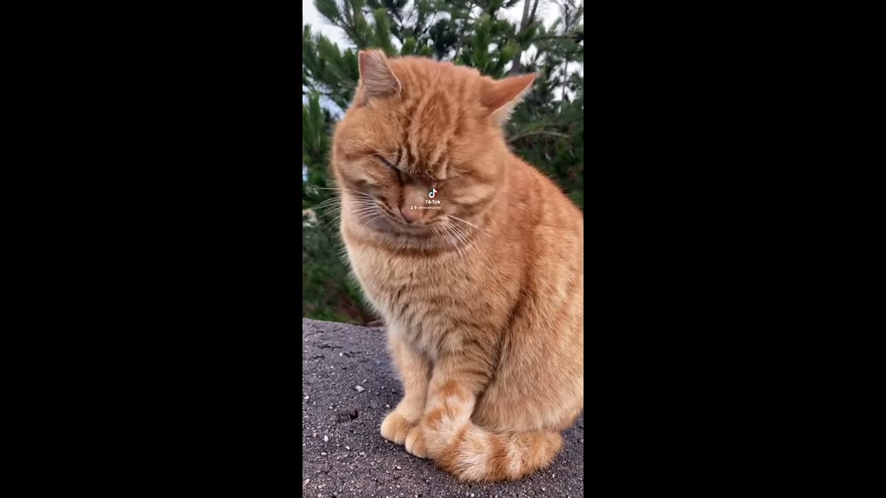 【猫動画short】チャトラ猫ちゃん,It ’s a brown cat