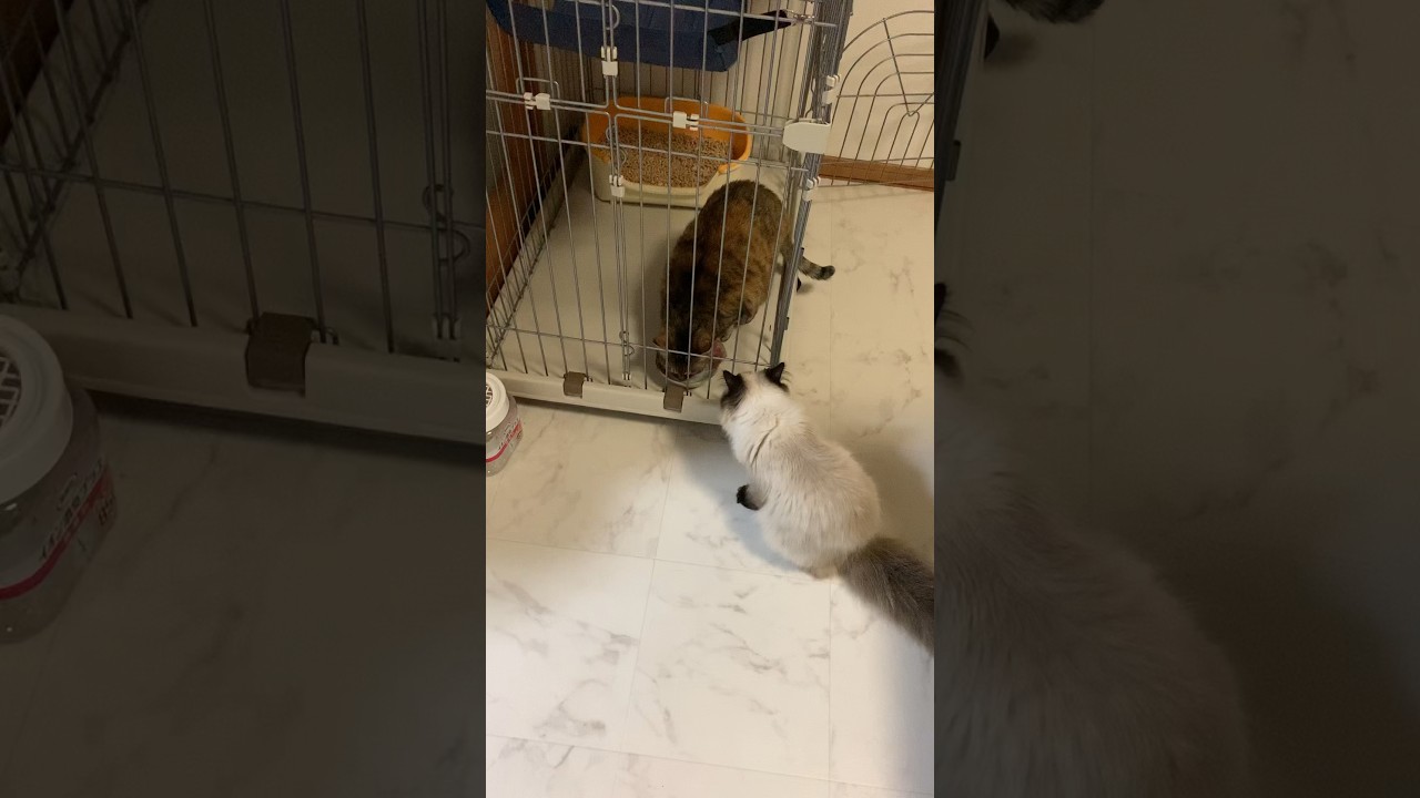 俺の水… #猫 #日常 #保護猫 #ヒマラヤン #shorts