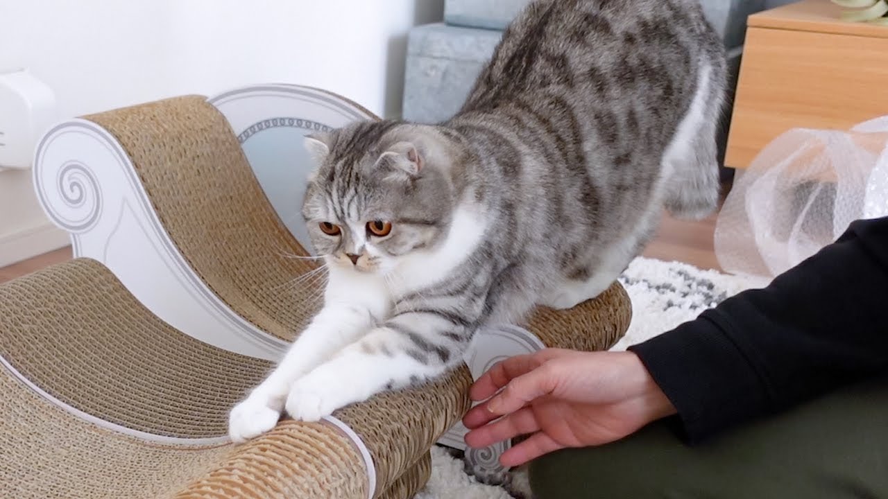 猫の爪とぎカリカリーナを4年も使った結果がこちら［スコティッシュフォールド］