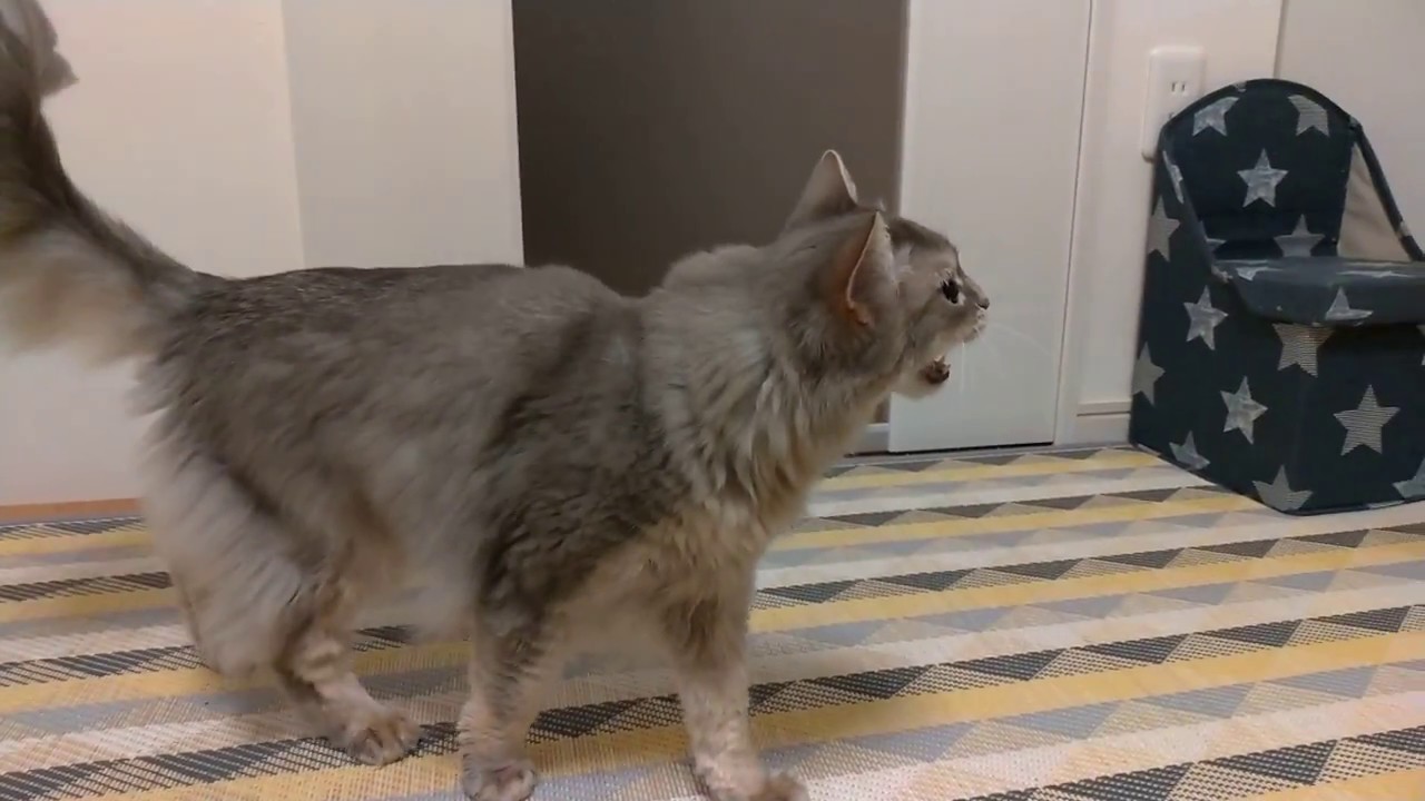 【猫の鳴き声】ソマリの鳴き声　６