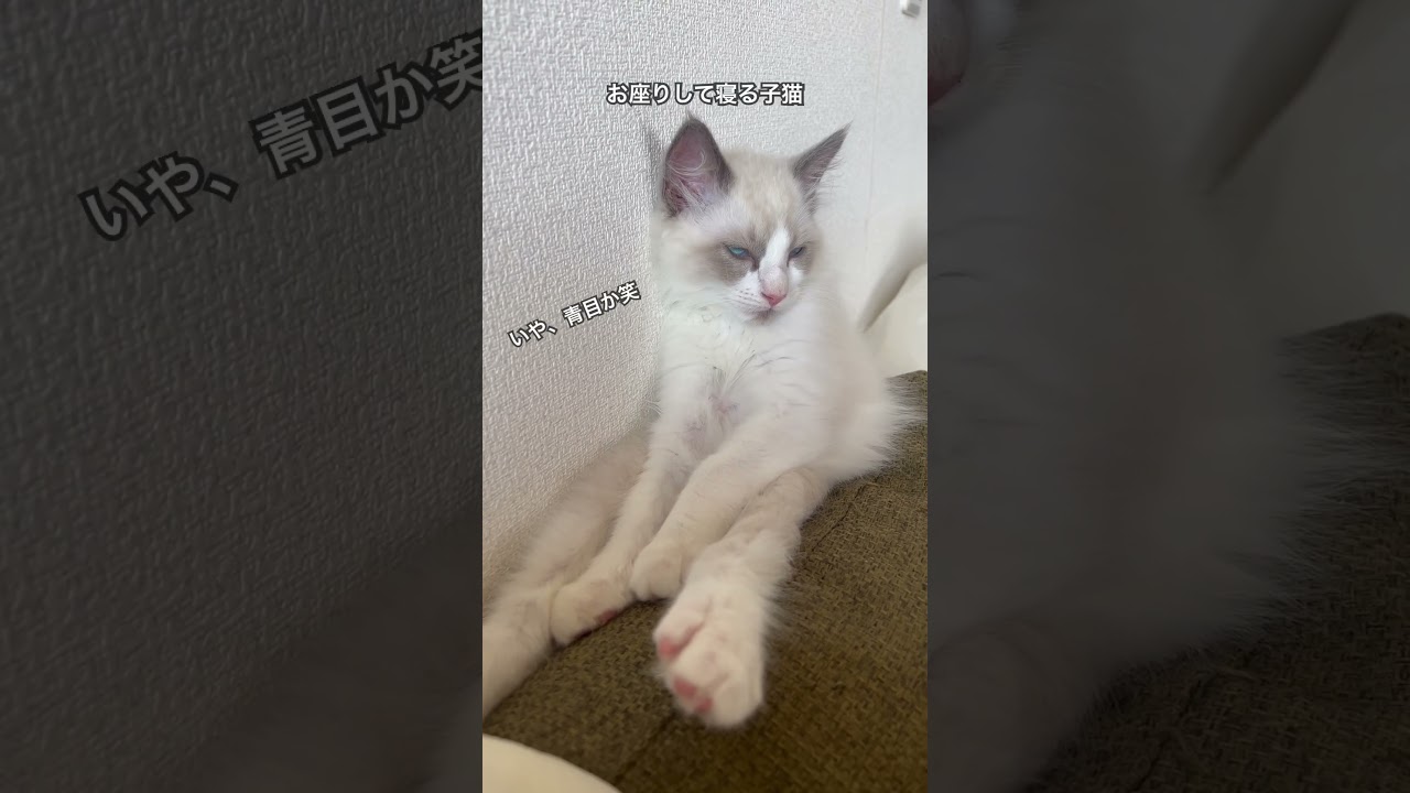 【ラグドールのわたげ】眠過ぎて白目になる猫笑 #shorts #猫 #ラグドール